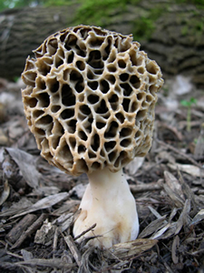 Morchella americana